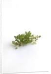 Lemon thyme sprigs by Anonymous