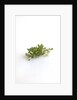 Lemon thyme sprigs by Anonymous