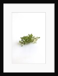 Lemon thyme sprigs by Anonymous