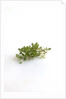 Lemon thyme sprigs by Anonymous