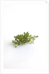 Lemon thyme sprigs by Anonymous