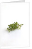 Lemon thyme sprigs by Anonymous