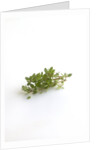 Lemon thyme sprigs by Anonymous