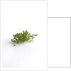 Lemon thyme sprigs by Anonymous