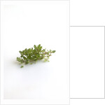 Lemon thyme sprigs by Anonymous