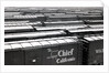 Railroad boxcars in rail yard, Chicago, Illinois, USA, ca. 1950 by Anonymous