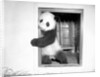 Giant panda Su-Lin at the Brookfield Zoo in Illinois, USA, ca. 1937 by Anonymous
