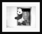 Giant panda Su-Lin at the Brookfield Zoo in Illinois, USA, ca. 1937 by Anonymous