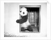 Giant panda Su-Lin at the Brookfield Zoo in Illinois, USA, ca. 1937 by Anonymous