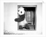 Giant panda Su-Lin at the Brookfield Zoo in Illinois, USA, ca. 1937 by Anonymous