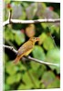 Summer Tanager feeding on dogwood berry by Anonymous