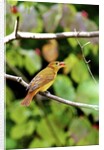 Summer Tanager feeding on dogwood berry by Anonymous