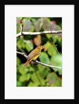 Summer Tanager feeding on dogwood berry by Anonymous