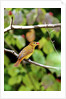 Summer Tanager feeding on dogwood berry by Anonymous