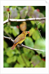 Summer Tanager feeding on dogwood berry by Anonymous