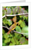 Summer Tanager feeding on dogwood berry by Anonymous