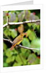 Summer Tanager feeding on dogwood berry by Anonymous