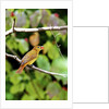 Summer Tanager feeding on dogwood berry by Anonymous