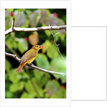 Summer Tanager feeding on dogwood berry by Anonymous