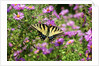 Fluted Swallowtail butterfly on flower by Anonymous