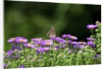 American Painted Lady (Vanessa virginiensis) on flower by Anonymous