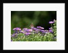American Painted Lady (Vanessa virginiensis) on flower by Anonymous