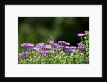 American Painted Lady (Vanessa virginiensis) on flower by Anonymous