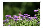 American Painted Lady (Vanessa virginiensis) on flower by Anonymous