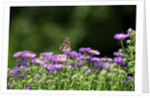 American Painted Lady (Vanessa virginiensis) on flower by Anonymous