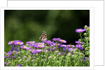 American Painted Lady (Vanessa virginiensis) on flower by Anonymous