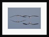 Pair of flying Black Skimmers by Anonymous