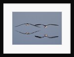 Pair of flying Black Skimmers by Anonymous