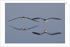 Pair of flying Black Skimmers by Anonymous