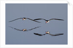 Pair of flying Black Skimmers by Anonymous