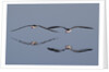 Pair of flying Black Skimmers by Anonymous