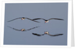 Pair of flying Black Skimmers by Anonymous