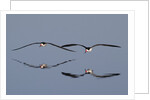 Pair of flying Black Skimmers by Anonymous