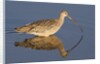 Long-Billed Curlew with reflection by Anonymous