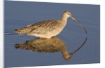 Long-Billed Curlew with reflection by Anonymous