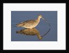 Long-Billed Curlew with reflection by Anonymous