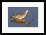 Long-Billed Curlew with reflection by Anonymous