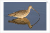 Long-Billed Curlew with reflection by Anonymous