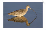 Long-Billed Curlew with reflection by Anonymous