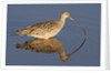 Long-Billed Curlew with reflection by Anonymous