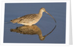 Long-Billed Curlew with reflection by Anonymous