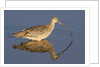 Long-Billed Curlew with reflection by Anonymous
