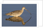 Long-Billed Curlew with reflection by Anonymous