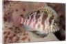 Dwarf Hawkfish by Anonymous