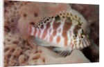 Dwarf Hawkfish by Anonymous