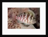 Dwarf Hawkfish by Anonymous